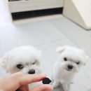 강아지 관절 영양제, 비보펫 조인트밸런스 후기