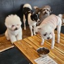 바로나도 수원영통 | 수원 영통 애견카페 바로나도 (중형견 15kg까지 가능)