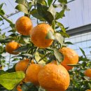 무봉농장 이미지