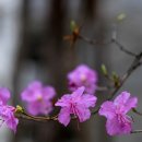 나의살던고향은 이미지