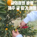 맛미유기비료 | <귤의정원 바령>제주 귤 따기 체험 추천 아이와 가기 좋은 친환경 감귤농장