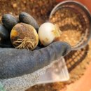 카사미아 이미지