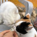 무라카데칼국수 이미지