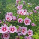 무궁화할인마트 이미지