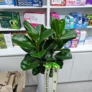 용답원약국 이미지