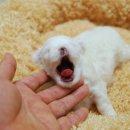 루미야