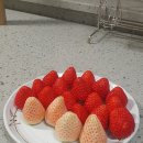 금실농장 | 🍓고당도 딸기품종으로 유명한 &lt;만년설딸기&gt; vs &lt;김제금실딸기&gt; 맛비교 시식후기 추천이유