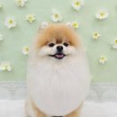 붕가붕가샵 이미지