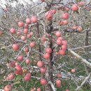 과수원 이미지