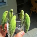 보와다방 이미지