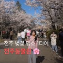 덕진체련공원 테니스장 | 전주 벚꽃 명소 1티어 전주동물원 주말 오후 방문 후기 주차 꿀팁