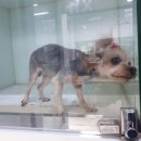 석 동물병원 이미지