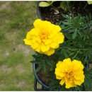 하늘꽃한의원 이미지