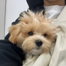 (주)유한크로락스 | [반려견 꿀팁] 제주 애·개 육아맘이 직접 해본 강아지 냄새 관리 솔직 후기