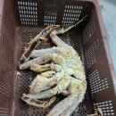 안산화신수산시장관리사무소 | 안산농수산물시장 - 안산 킹크랩
