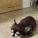 블랭크 | 강아지샴푸추천, 민감한 피부의 노견도 안심하는 저자극 올인원 닥터블랭크 솔직 후기