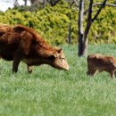 천지한우3 이미지