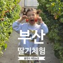 플랜비 | 부산 딸기체험 강서구 플랜비 체험농장 내돈내산 후기 아이랑 가볼만한곳