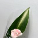 함평천지꽃