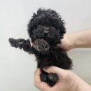 댕댕프렌즈 이미지