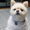 바른멍쿡 이미지