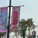 석촌호수 벚꽃 실시간, 프리마켓 정보 및 후기
