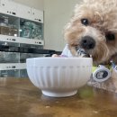 원애견&뭉까두까 이미지