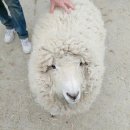 안성목장 2농장 이미지