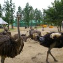 우농타조농장 이미지