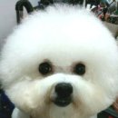 레이지 포 이미지