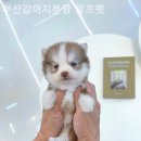 부산강아지분양 알프펫 이미지