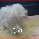 다사랑 애견 이미지