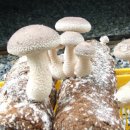 농선농장 이미지