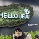 제니와 함께하는 제주여행