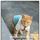 좋은아침 산본점 | 좋은아침페스츄리 홀케이크 케이크종류 가격 귀여운고양이가있는 산본대형카페 군포대형카페