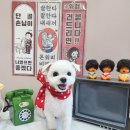 달콤한댕 이미지