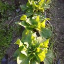 시온농장 이미지