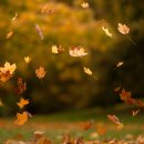 가을 이미지와 좋은글 모음 이미지