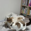 그루머솔 | 강아지바리깡 집에서 미용하기 좋은 제품 추천