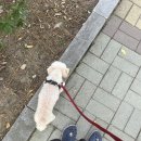 메딕슨 네이버블로그
