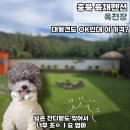옥천장 | 대형견도 OK, 충북 독채펜션 애견동반 숙소 가성비 끝판왕!