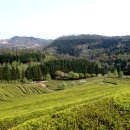 강골마을 아치실댁 | 시간을 거슬러 올라간 풍경속으로...보성 강골마을 돌아보기