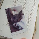 효자 동물병원 | 고양이 중성화 후 생긴 변화 [하슬라 동물 병원]