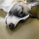 영대연합동물병원 이미지