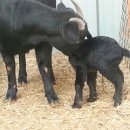 슈퍼염소농장 이미지