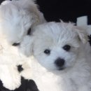 리사앤루이 이미지