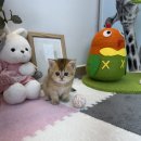 여의도 동물병원 은하점 | 여의도고양이입양 먼치킨 오해와 진실