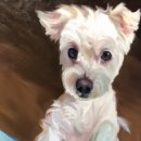 (주)보고유화 이미지