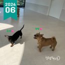 털로덮인친구들 달서점 | [공지] [대구애견유치원] 털로덮인친구들 대구달서점 6월 가정통신문 발행📰