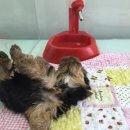 제주헬로우펫 이미지